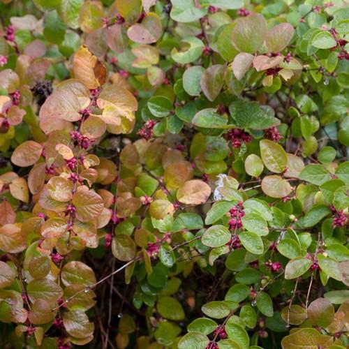 Symphoricarpos x doorenbosii Magic Berry - Future Forests
