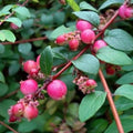 Symphoricarpos x chenaultii Hancock Bareroot | 1-2ft
