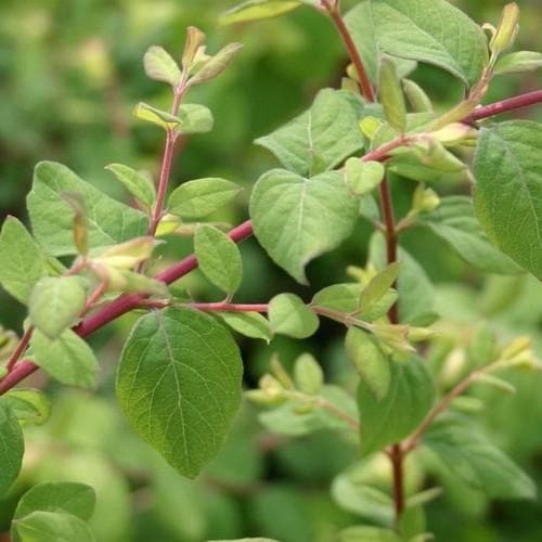 Symphoricarpos x chenaultii Hancock - Future Forests