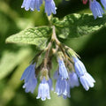 Symphytum grandiflorum Hidcote Blue - Future Forests