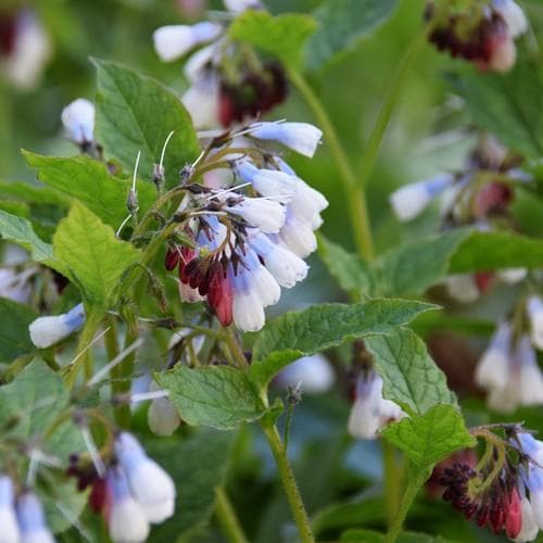 Symphytum grandiflorum Hidcote Blue - Future Forests