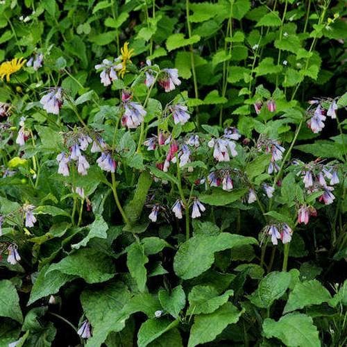 Symphytum grandiflorum Hidcote Blue - Future Forests