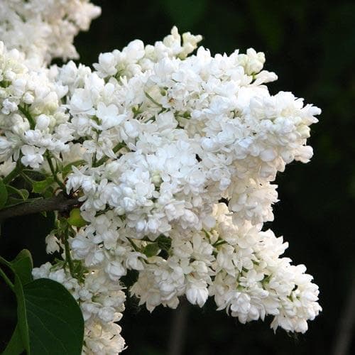 Syringa vulgaris Mme Lemoine