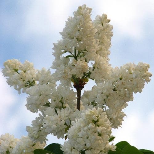 Syringa vulgaris Mme Lemoine