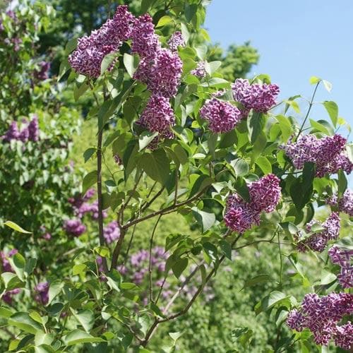 Syringa vulgaris Sensation