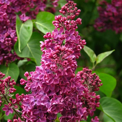 Syringa vulgaris Andenken and Ludwig Späth