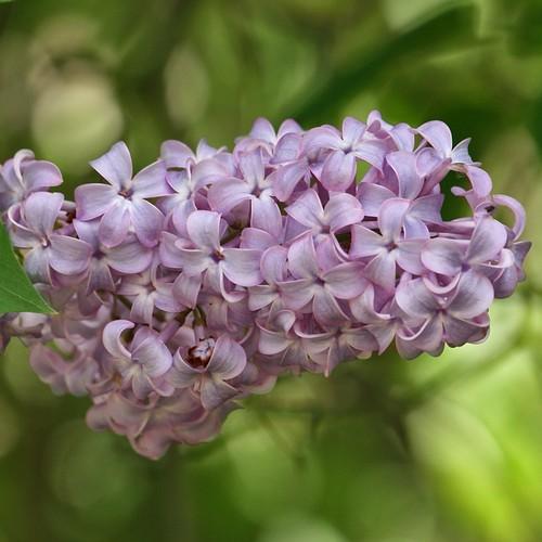 Syringa vulgaris - Future Forests