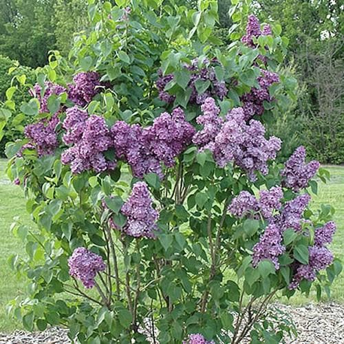 Syringa vulgaris - Future Forests