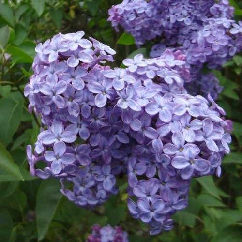 Syringa vulgaris Amethyst