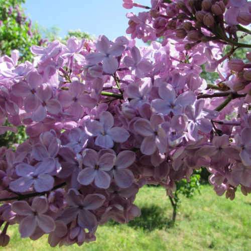 Syringa vulgaris Amethyst