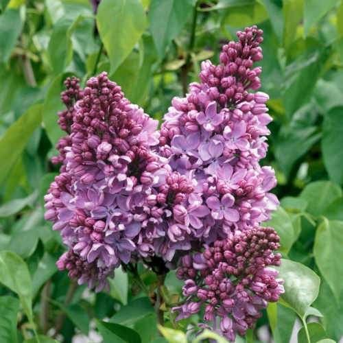 Syringa vulgaris Amethyst