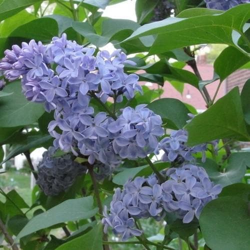 Syringa vulgaris Carpe Diem - Future Forests