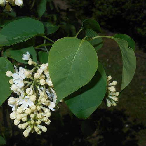 Syringa vulgaris Primrose