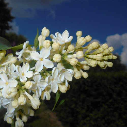 Syringa vulgaris Primrose