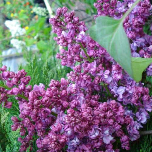 Syringa vulgaris Prince Wolkonsky