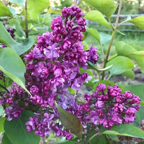 Syringa vulgaris Prince Wolkonsky