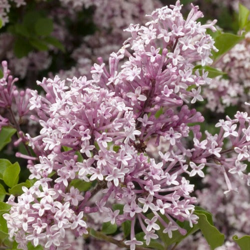 Syringa meyeri Josee – Old Future Forests