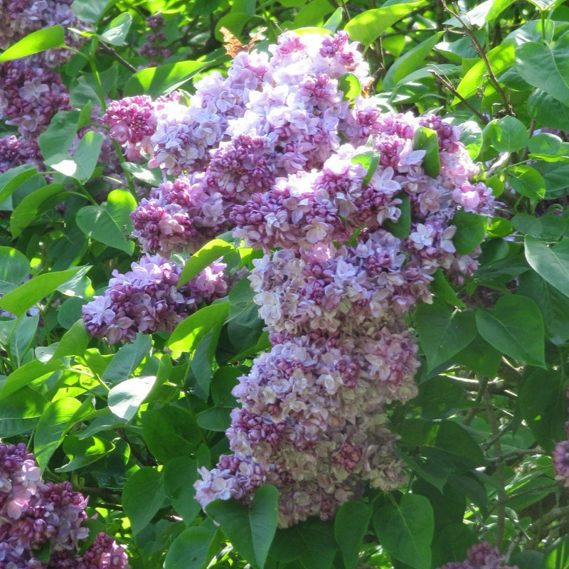 Syringa vulgaris Katherine Havemeyer