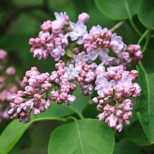 Syringa vulgaris Katherine Havemeyer