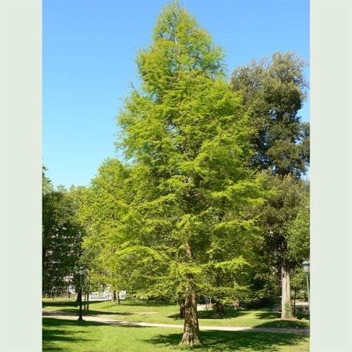 Taxodium distichum - Swamp Cypress 1ft+ Bareroot (young tree)