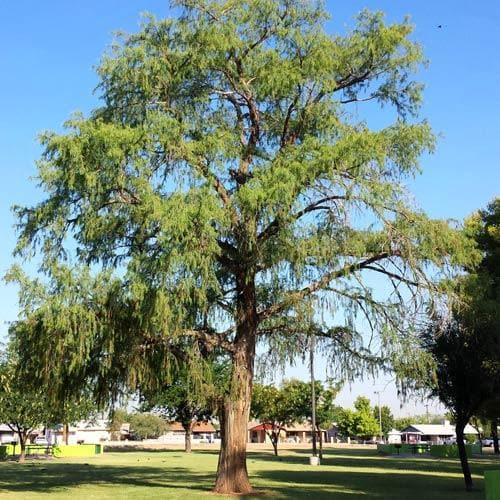 Taxodium mucronatum - Future Forests