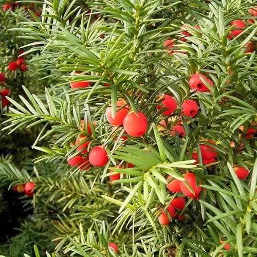 Taxus baccata - Yew - Future Forests