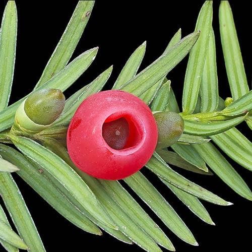 Taxus baccata - Yew - Future Forests