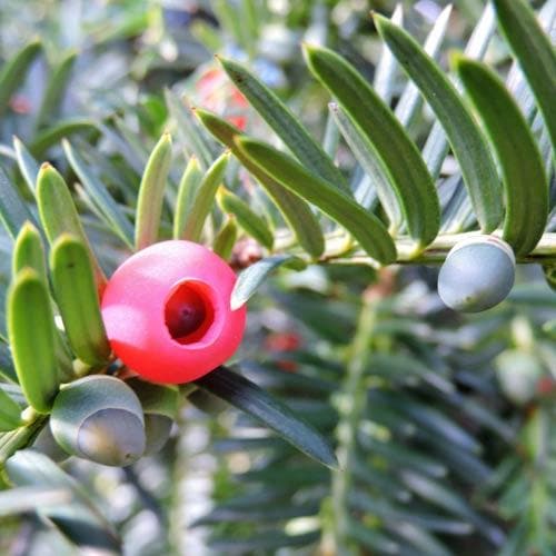 Taxus baccata - Yew - Future Forests