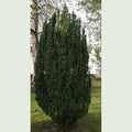 Taxus baccata Fastigiata - Future Forests