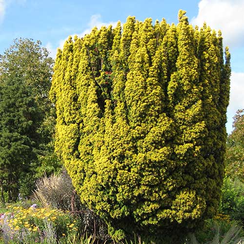 Taxus baccata Standishii