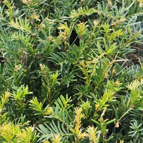 Taxus baccata - Yew Bareroot | 1-2ft