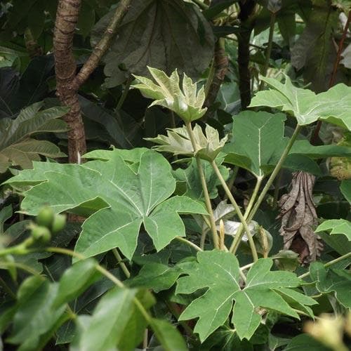 Tetrapanax papyrifer Rex - Future Forests