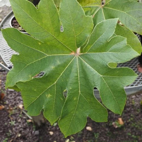 Tetrapanax papyrifer Rex - Future Forests