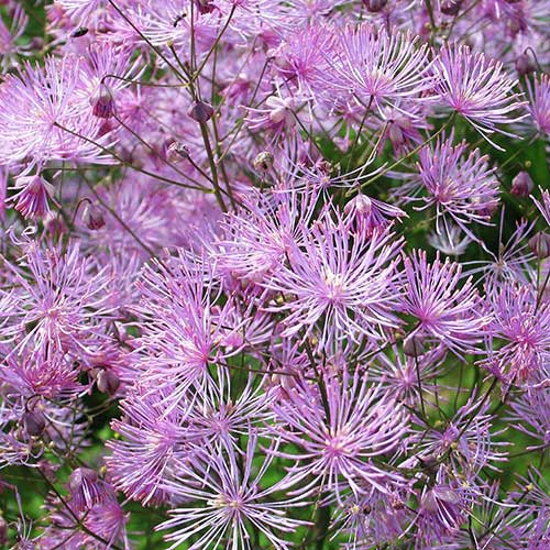 Thalictrum Black Stockings