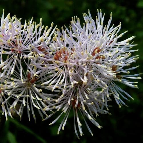 Thalictrum aquilegifolium - Future Forests