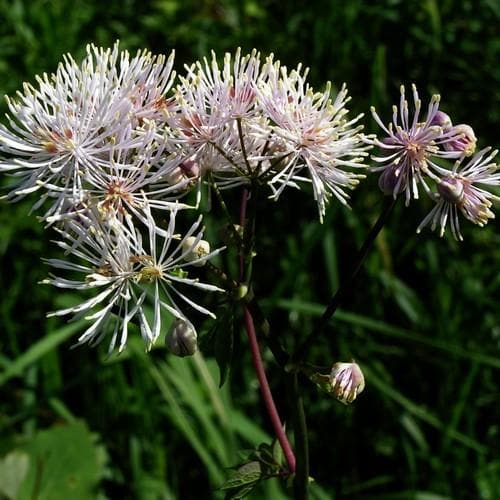 Thalictrum aquilegifolium - Future Forests