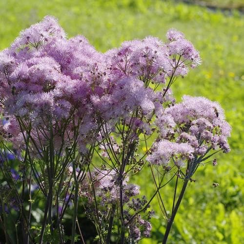 Thalictrum aquilegifolium - Future Forests