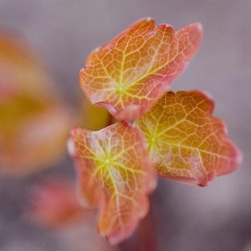 Thalictrum aquilegifolium - Future Forests