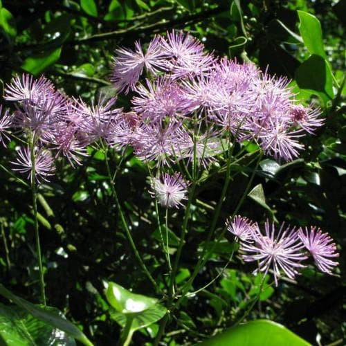 Thalictrum aquilegifolium - Future Forests