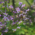 Thalictrum rochebrunianum - Future Forests