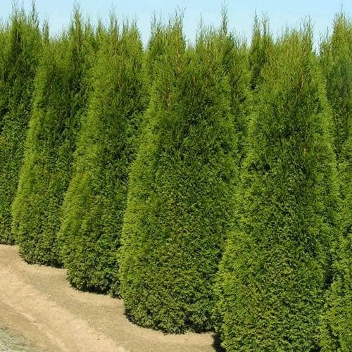 Thuja occidentalis Smaragd - Future Forests