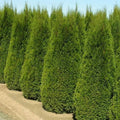 Thuja occidentalis Smaragd Rootball | 3-4ft / Not provided / Collection/oversize delivery required