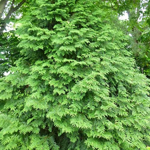 Thuja plicata Excelsa Pot | 9cm