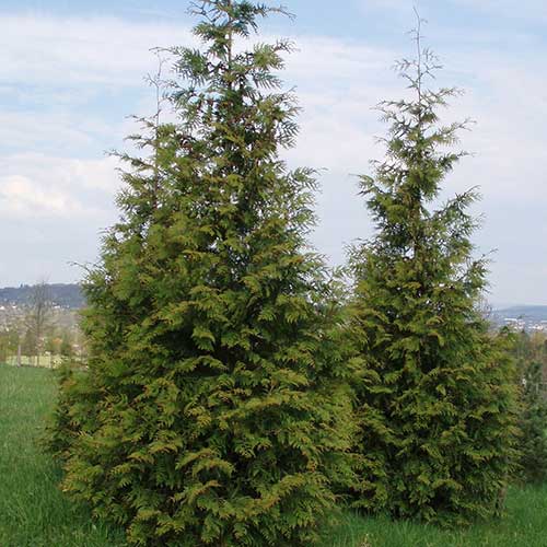 Thuja plicata Excelsa