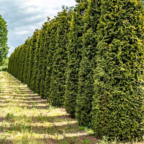 Thuja plicata Excelsa