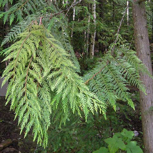 Thuja plicata Excelsa