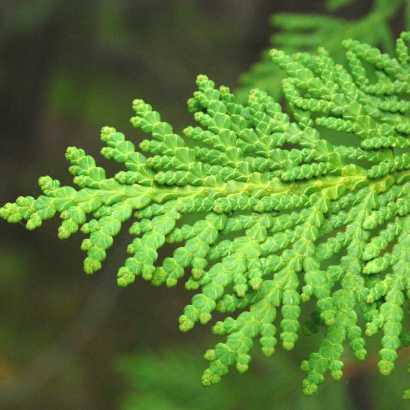 Thuja occidentalis - Arbor vitae - Future Forests