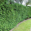 Thuja plicata Gelderland Pot | 9cm / Young plant