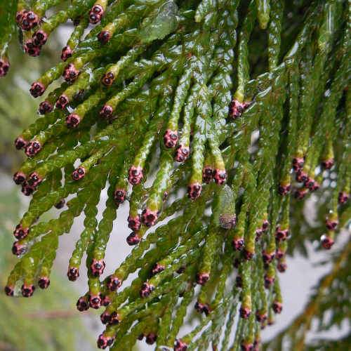 Thuja plicata Martin - Western Red Cedar