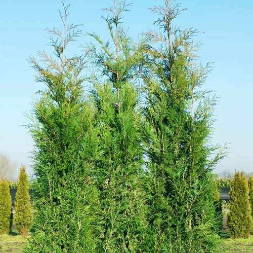 Thuja plicata Martin - Western Red Cedar